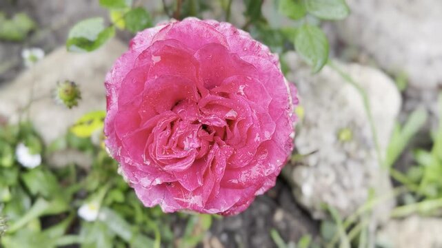 Pink rose flower with water droplets