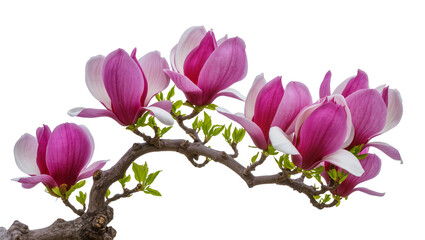 Isolated blooming magnolia tree branch with pink and white flowers and fresh green leaves © Conor