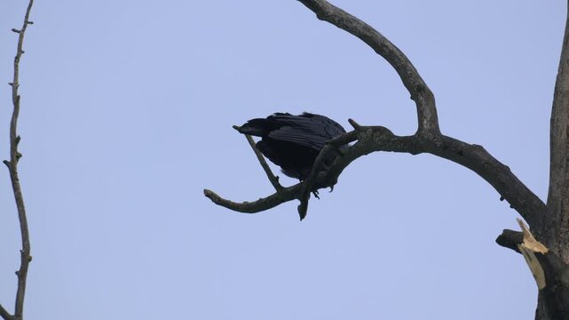 Carrion Crow Shaking Feathers on a Bare Branch - 4K Wildlife Slow Motion Medium Close Up