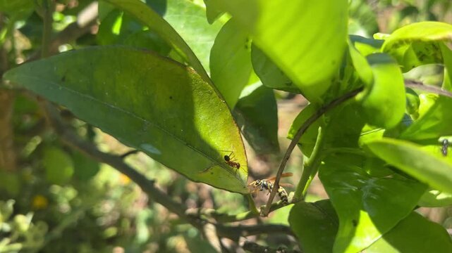Ant approaching a wasp on vibrant green foliage in a garden.