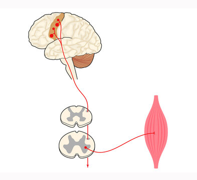 Voluntary Motor Pathway: From Motor Cortex to Spinal Cord and Muscle.