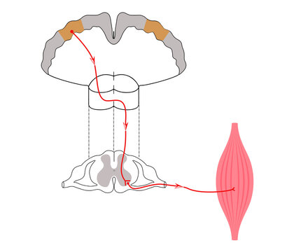 Voluntary Motor Pathway: From Motor Cortex to Spinal Cord and Muscle.