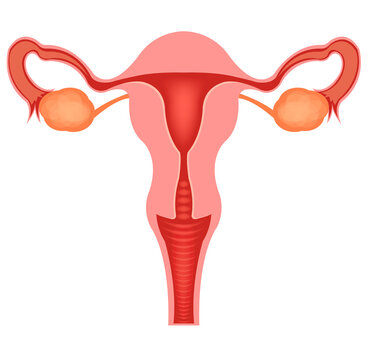 Anatomy of the Human Female Reproductive System
