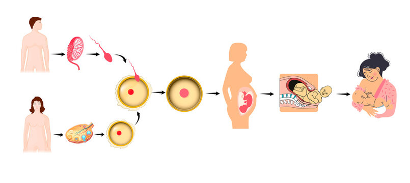 The Human Reproduction Cycle and Stages of Life