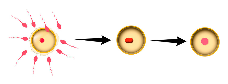The Human Reproduction Cycle and Stages of Life