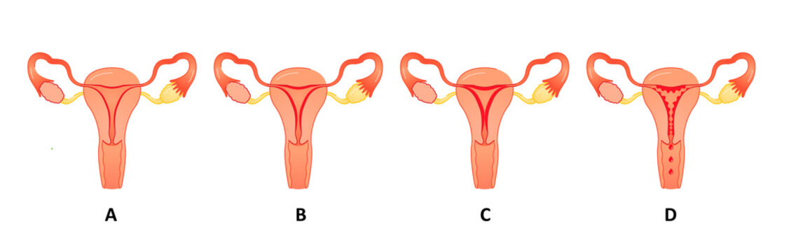 Stages of the Uterine Cycle and Endometrial Changes (A, B, C, D)