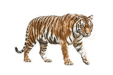 Obraz premium powerful tiger walking with grace and strength