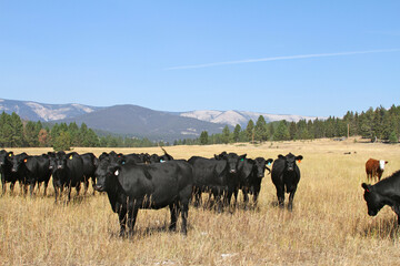 A herd of black cattle grazes in a golden Montana pasture beneath forested mountains. The rural landscape captures ranching life in the American West. © Ryan