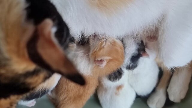Mother Cat Nursing Cute Multicolored Newborn Kittens.