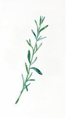 Fototapeta premium Green botanical branch on white background