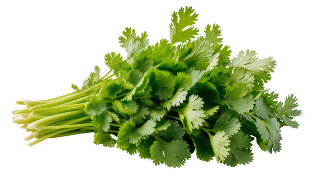 Isolated fresh bunch of green cilantro herb, commonly used in many cuisines, vibrant and healthy
