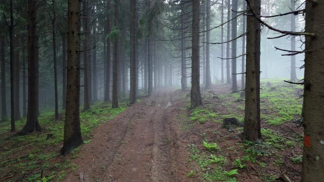  Low Altitude Drone Forward Flight Along Misty Dirt Forest Road Through Spruce Trees
