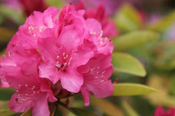 Fototapeten Pink ピンク色のつつじ  © 博一 玉田
