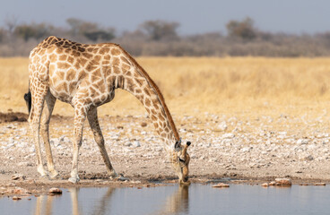 Giraffe drinking at a waterhole in Etosha National Park, Namibia, Africa © dvlcom