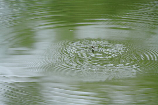 背景 水面 波紋 池 波 Images – Browse 1,276 Stock Photos, Vectors