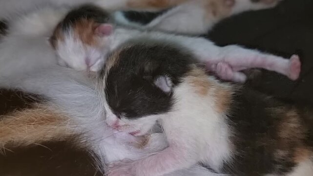 Tiny calico kittens sleeping.
