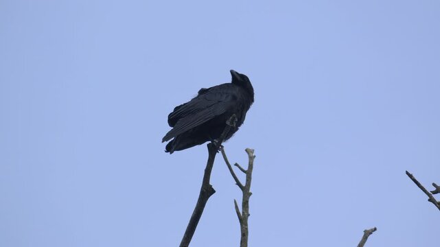 Carrion Crow Perched on Tree Top Observing Surroundings - 4K Wildlife Slow Motion Medium Shot