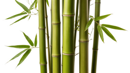 Obraz premium Isolated vibrant green bamboo stalks and fresh leaves a natural Asian plant element