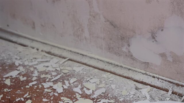 Old Plaster Falling from Wall During Renovation. Close-up of old plaster and paint flakes falling from a damaged wall onto the floor during home renovation and repair work.