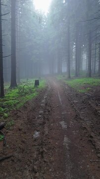 Vertical Low Altitude Drone Forward Flight Along Muddy Logging Road in Misty Spruce Woodland