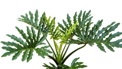 Isolated vibrant tropical plant with decorative deeply lobed green foliage and fresh new growth © Ioana