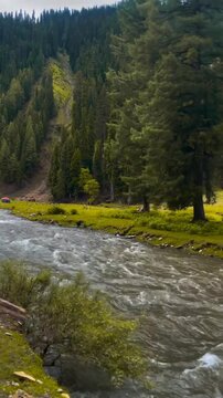 Fast flowing mountain river in a lush green valley with pine forest and cloudy sky