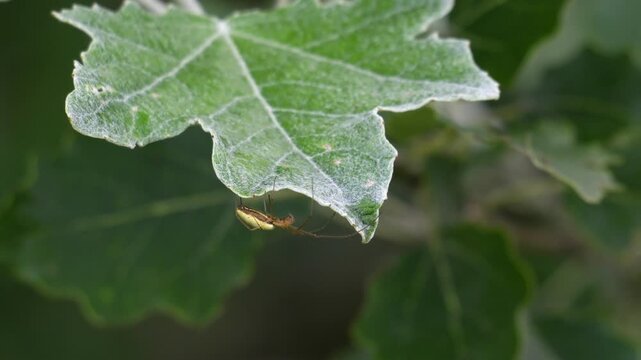 Hammock Spider Resting on a Silver Poplar Leaf - 4K Macro Slow Motion Close Up