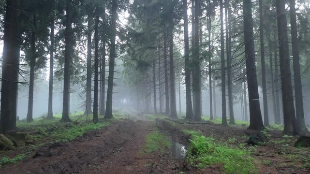 Drone Forward Flight Over Muddy Logging Track Through Dense Misty Spruce Wilderness