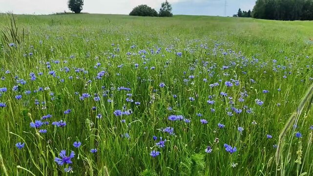 Vast meadow filled with vibrant blue cornflowers and tall green grasses