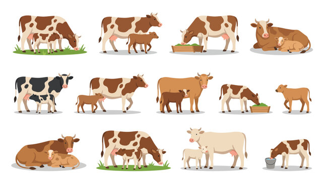 A collection of various cows and calves in different poses and color patterns, including grazing, resting, and standing together.