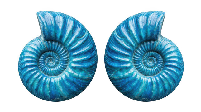 Two vibrant blue ammonite fossils isolated on transparent background