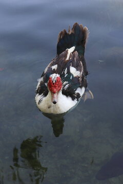 Front view of a Muscovy duck swimming in Albufera de Anna