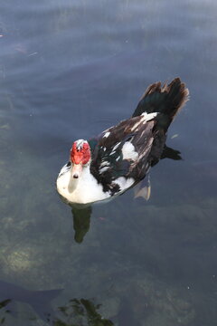 Muscovy duck swimming in the crystal clear water of Albufera de Anna, Spain