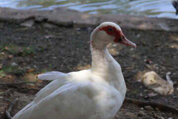 Profile portrait of a white Muscovy duck in Albufera de Anna, Spain © Fran71