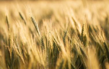Fototapeta premium Golden Wheat Heads in Warm Field Light