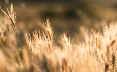 Fototapeta premium Foxtail Grass Seed Heads in Golden Sunset Light