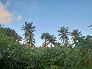 Fototapeta premium palm trees on a sunny day