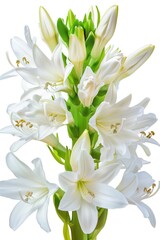 Obraz premium White lily flowers on a green stem isolated on a white background, elegant floral arrangement with fresh spring bloom