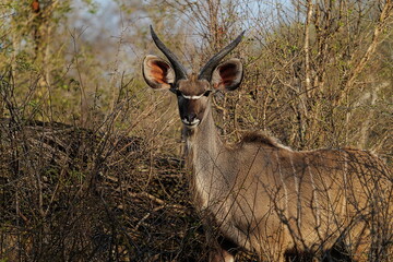 Kudu antelope standing in bush in African savannah © Antony