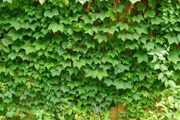 fence covered with summer vines © Noel