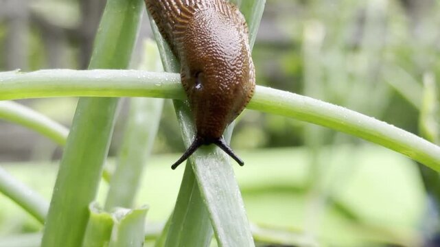 Brown slug on green plant leaves