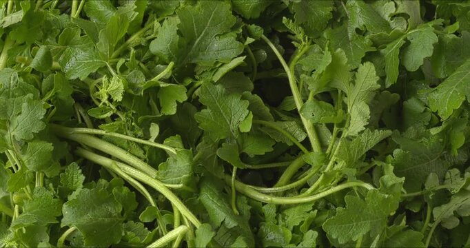Young white mustard greens as a background. Mustard greens are great in many dishes, such as the Indian sarson ka saag. Table spin -vertical video.
