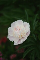 peony © Anastasia