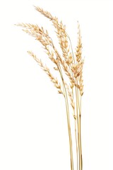 Obraz premium Golden wheat stalks isolated on a white background, with delicate seed heads and tall stems for a simple natural сель style look