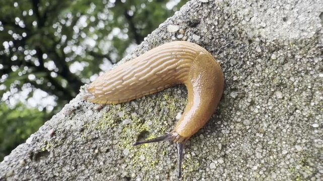 Brown slug on rough stone surface