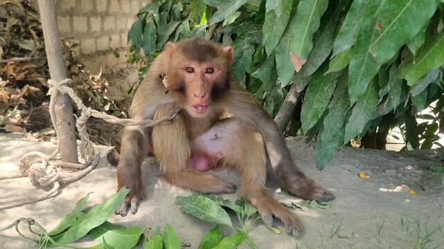 A Rhesus macaque monkey sits on the ground in a rural area of ​​Punjab Pakistan. The monkey is tied with a rope. The monkey looks very angry. Beautifull 4K Footage.