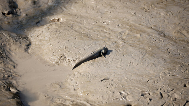 Mudskipper Fish on Mudflat at Gujarat India