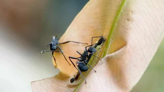 Close up of a mutualistic relationship where Giant Spiny Ants (Polyrhachis armata) are tending and protecting a Cleander Oak-blue butterfly larva (Arhopala cleander) on a leaf host plant.
