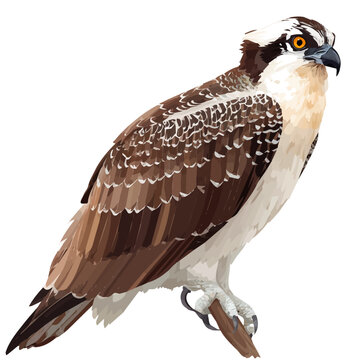 2D flat vector graphic of a Osprey in icon style, isolated on white background