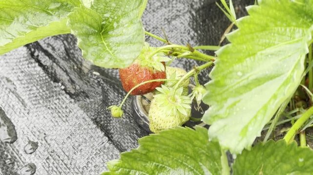 Strawberry plants with ripe and unripe berries